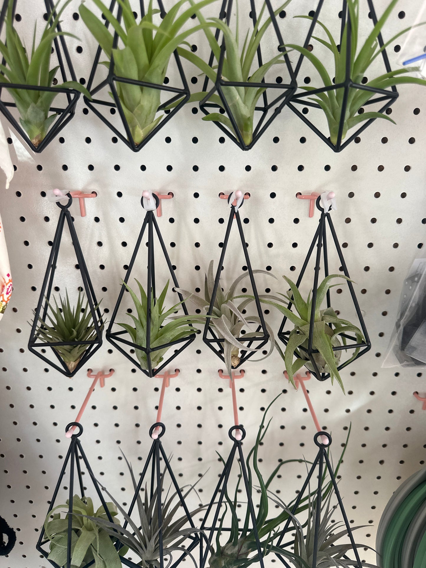 Air Plants