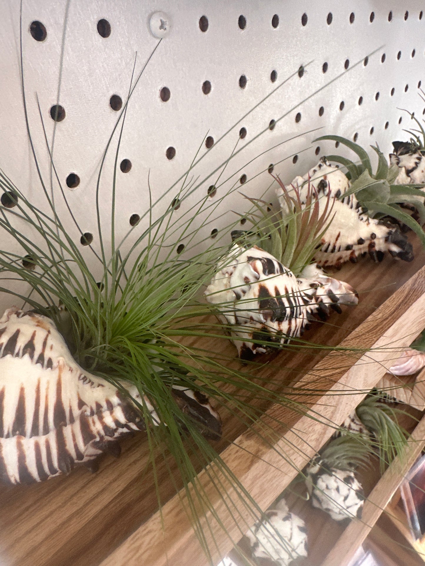 Air Plants