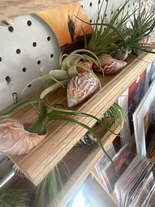 Air Plants